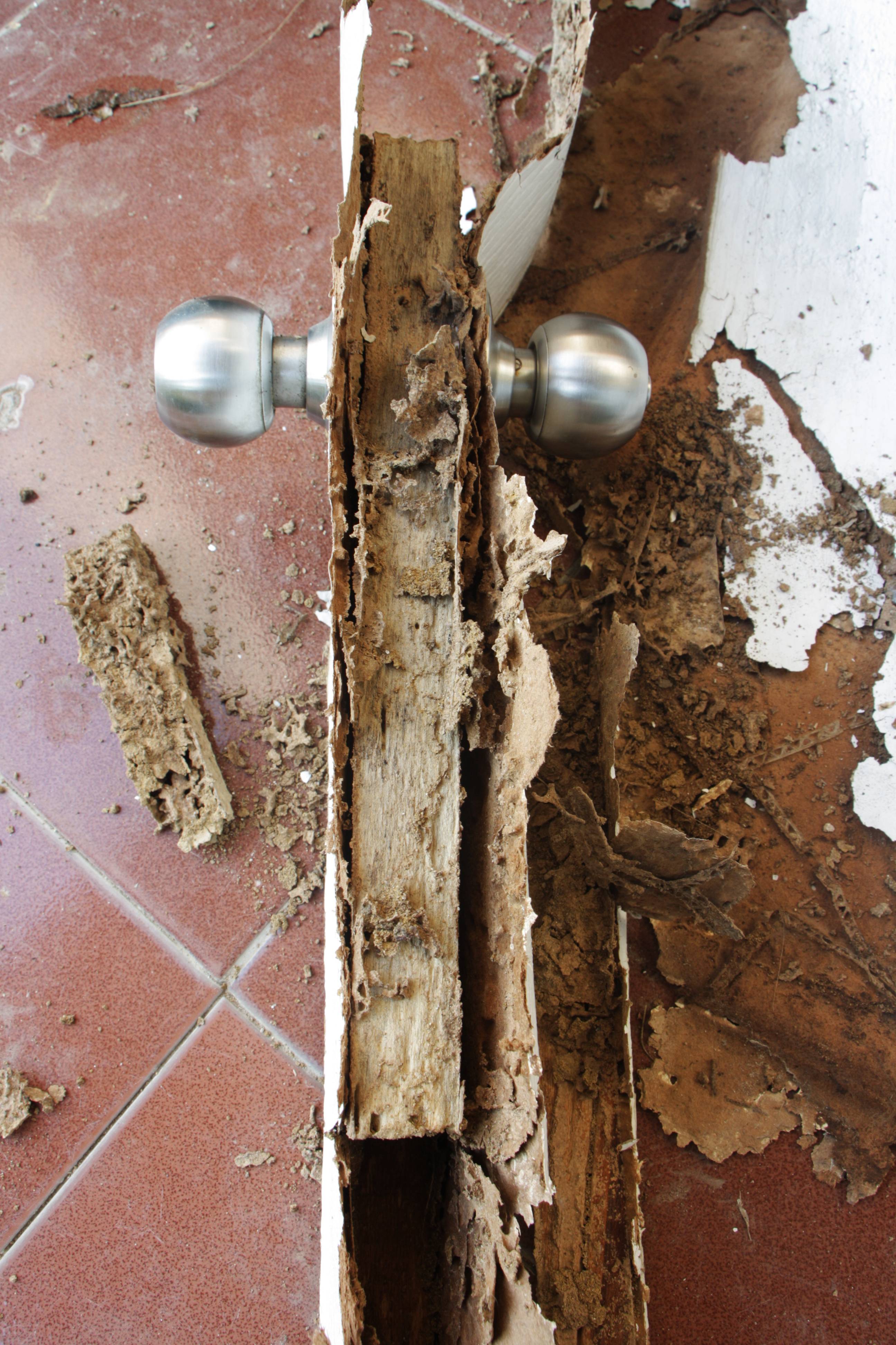 TERM-Seal Termite Management Systems Certified Australian--